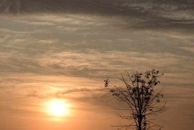Tree standing in the sunset